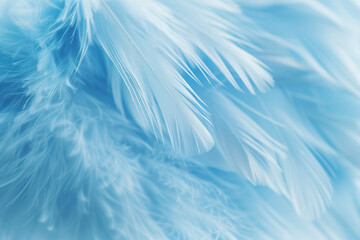 Gentle Blue Feather Close Up with Soft Texture