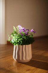 Beautiful purple flowers in the pot. Royal Campanula portenschlagiana. Selective focus