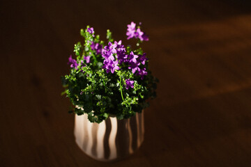Beautiful purple flowers in the pot. Royal Campanula portenschlagiana. Selective focus