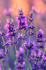 Stunning Close Up of Lavender Flowers in Bloom with Soft Focus Background and Bokeh Effect