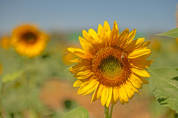 close up view of beautiful yellow sunflower with blurred background