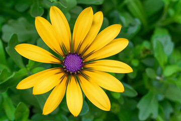 Yellow Flower with Purple Center in Lush Green Garden Foliage