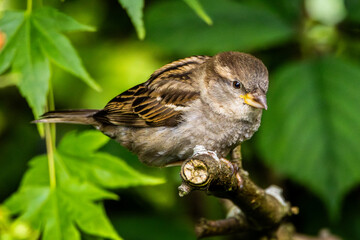Closeup of female house sparrow (passer domesticus) sitting on bush branch