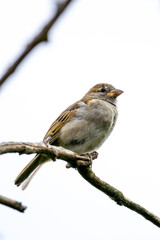 Closeup of female house sparrow (passer domesticus) sitting on bush branch