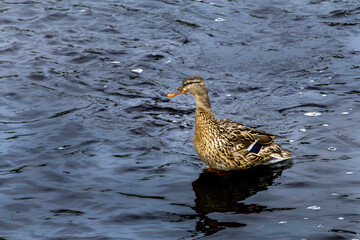 Mallard or wild duck, Anas platyrhynchos - lake in Edinburgh Scotland, near Arthur's Seat.