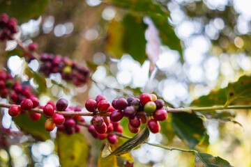 The coffee trees at the research center are producing a large amount of coffee beans after research into coffee beans that are suitable for the climate and can be grown to produce excellent yields.