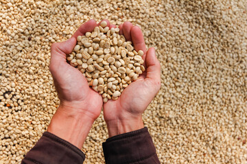 Farmers harvest coffee beans and dry them in the sun to reduce moisture in the coffee beans and wait for sorting to enter the coffee roasting process to meet the required standards before exporting.