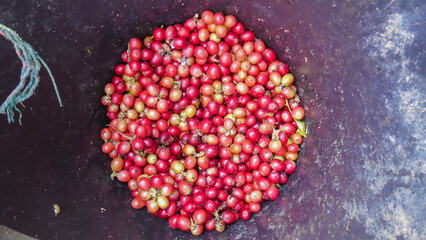 Cherry Coffee beans harvested into containers are hand-picked before being dried and ready for the...