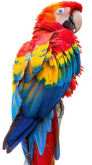 Fototapeta premium Vibrant scarlet macaw with colorful feathers perched on a branch. Perfect for tropical, wildlife, and nature-themed designs and projects.