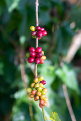 The coffee trees at the research center are producing a large amount of coffee beans after research into coffee beans that are suitable for the climate and can be grown to produce excellent yields.