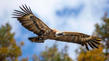 Obraz premium This image shows a majestic vulture mid-flight against a vibrant blue sky, its wings fully spread displaying intricate feather patterns beautifully captured in detail.