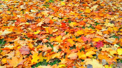 Jesienny dywan z liści