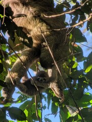 Mama and baby sloth