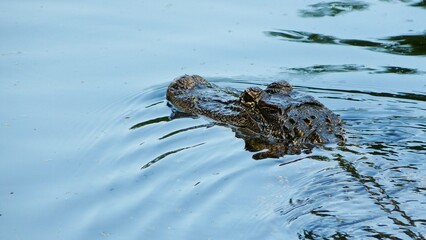 Alligators in the swamps of New Orleans, Louisiana, United States