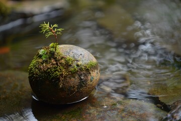 A small tree sprouts from a moss-covered rock, nestled in a tranquil stream
