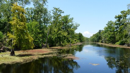 New Orleans Swamps, Louisiana - United States