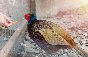 Common pheasant (Phasianus colchicus) eating vegetables from farmer's hand. Farm pets concept. Close-up