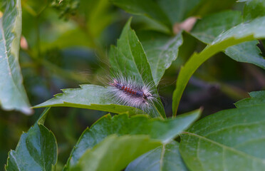 Hairy caterpillar on a leaf
