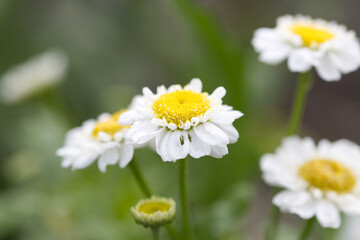 white flowers, white blossoms, close up of a white flower, beautiful fewerfew, white flower looks like daisies