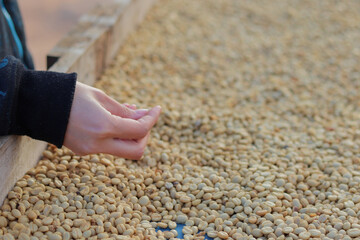 Farmers separate out imperfect coffee beans after drying them sun reduce humidity so that only perfect coffee beans remain and take them roasting process export coffee beans that meet export standards