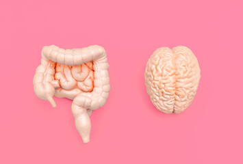 Brain and Intestinal Models on Pink Background