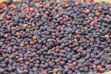 Farmers harvest coffee beans and dry them in the sun to reduce moisture in the coffee beans and wait for sorting to enter the coffee roasting process to meet the required standards before exporting.