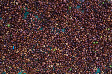 Farmers harvest coffee beans and dry them in the sun to reduce moisture in the coffee beans and wait for sorting to enter the coffee roasting process to meet the required standards before exporting.
