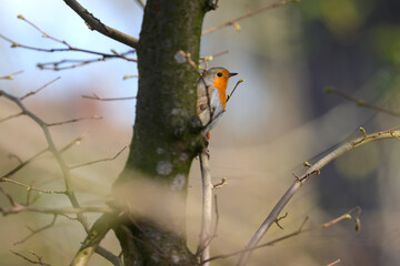 bird on a branch, robin in hiding,  redbreast on tree stump, chriping robin, adorable redbreast, green background, bokeh, chirping bird, bird on a branch