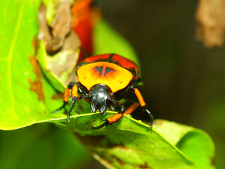 Flower Beetle at Green Island National Park of Queensland Australia