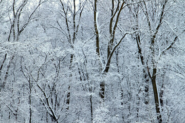 Winter Wonderland Forest Scenery in Illinois