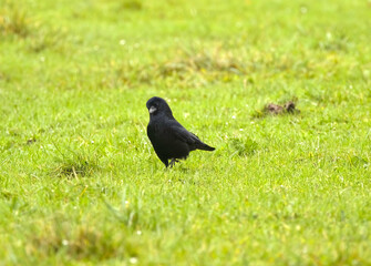 crow on the grass, black bird on the grass, raven on the grassland