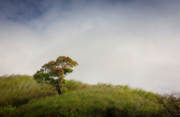 trees in fog