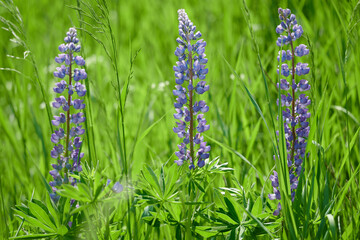 W maju, czerwcu na łąkach, polach w przydrożnych rowach kwitną łubiny. Fioletowe i niebieskie kwiaty łubinu w słoneczny dzień. © Tomasz
