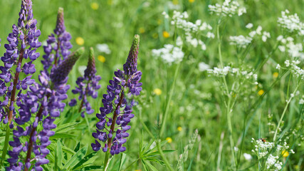 W maju, czerwcu na łąkach, polach w przydrożnych rowach kwitną łubiny. Fioletowe i niebieskie kwiaty łubinu w słoneczny dzień. © Tomasz
