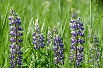 W maju, czerwcu na łąkach, polach w przydrożnych rowach kwitną łubiny. Fioletowe i niebieskie kwiaty łubinu w słoneczny dzień. © Tomasz