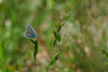 Szaroniebieski motyl na kwiatach, trawach, na łące. Makro, close-up, bokeh. © Tomasz