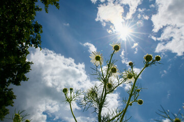 Białe kwiaty rumianku, rumianu fotografowane pod słońce. Gwieździste rozbłyski, sunstars, niebieskie niebo, białe chmury. © Tomasz