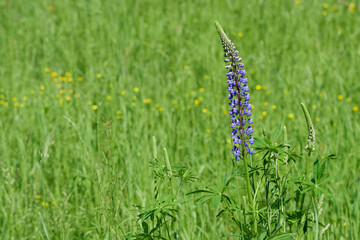 W maju, czerwcu na łąkach, polach w przydrożnych rowach kwitną łubiny. Fioletowe i niebieskie kwiaty łubinu w słoneczny dzień. © Tomasz