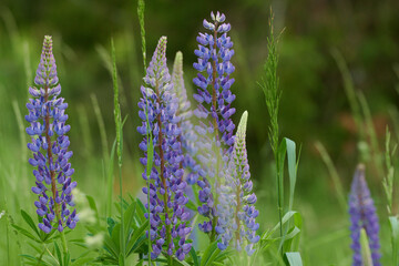 W maju, czerwcu na łąkach, polach w przydrożnych rowach kwitną łubiny. Fioletowe i niebieskie kwiaty łubinu w słoneczny dzień. © Tomasz