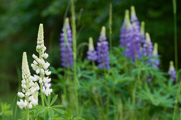 W maju, czerwcu na łąkach, polach w przydrożnych rowach kwitną łubiny. Fioletowe i niebieskie kwiaty łubinu w słoneczny dzień. © Tomasz