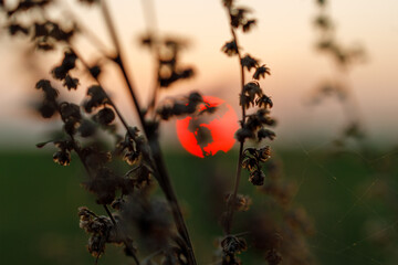 A close up of a field of dried up plants with a red sun in the background