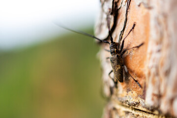 A barbel beetle on a tree crawls down the trunk