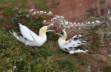 Basstölpel streiten auf Helgoland