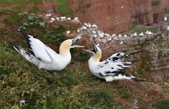 Basst&ouml;lpel streiten auf Helgoland