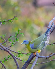 A Yellow Footed Green Pigeon
