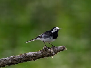 British Wagtail