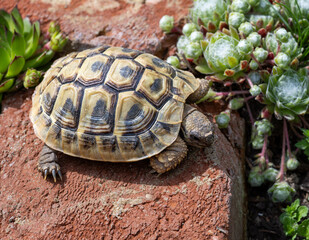 Hermann's tortoise in a terrarium