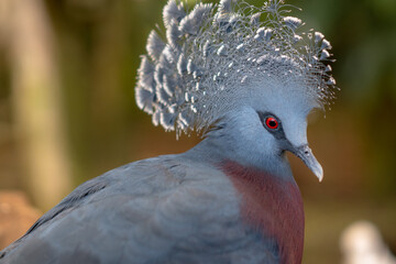 Southern Crowned Pigeon is a rare bird from Papua, Indonesia