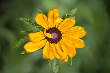Blume mit gelben Blüten und grünen Hintergrund