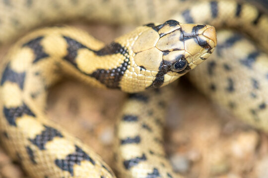 Close-up of a ladder snake, Zamenis scalaris